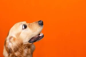 Как отучить собаку лаять на звуки: эффективные методы коррекции поведения